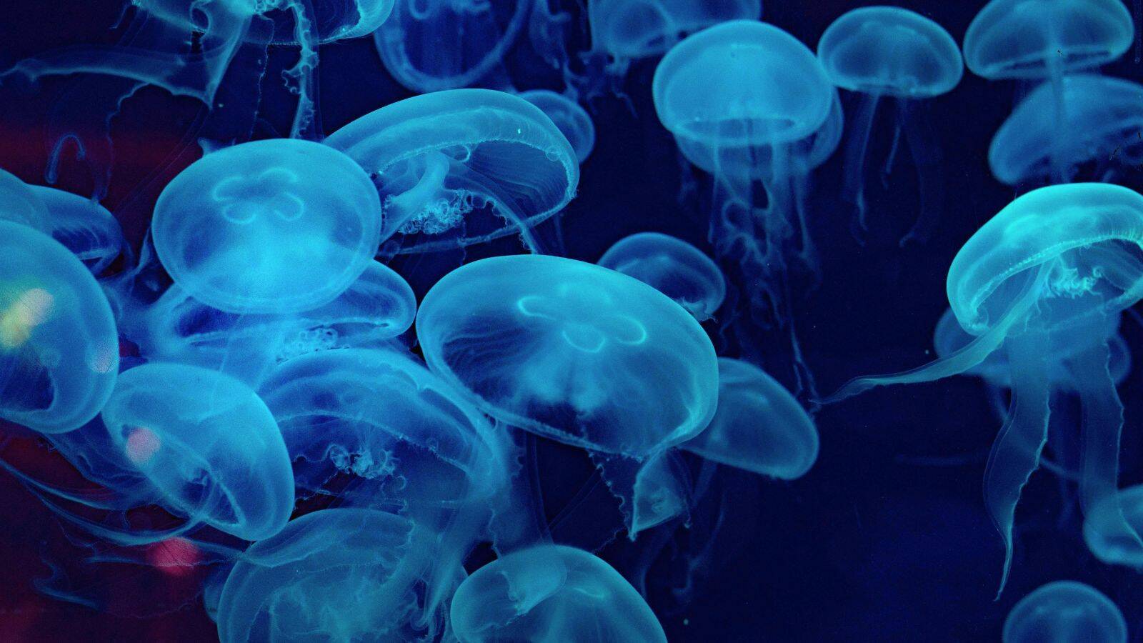 aquarium-planet-ocean